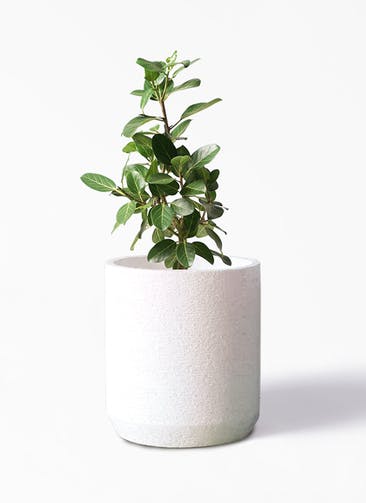 観葉植物 フィカス ベンガレンシス 7号 ストレート Eco Stone（エコストーン） シリンダータイプ  White 付き