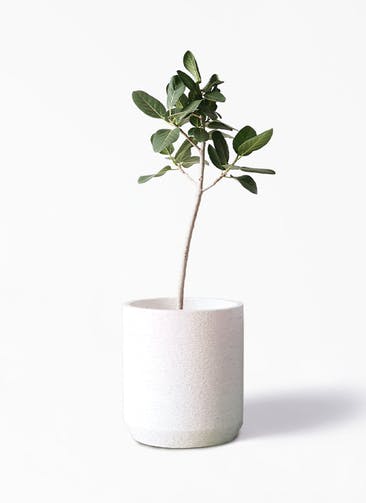 観葉植物 フィカス ベンガレンシス 8号 ストレート Eco Stone（エコストーン） シリンダータイプ  White 付き