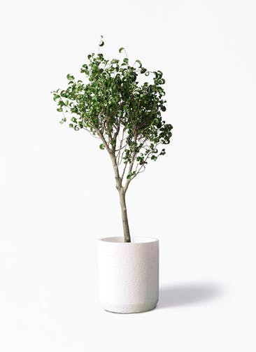 観葉植物 フィカス ベンジャミン 8号 シタシオン Eco Stone（エコストーン） シリンダータイプ  White 付き