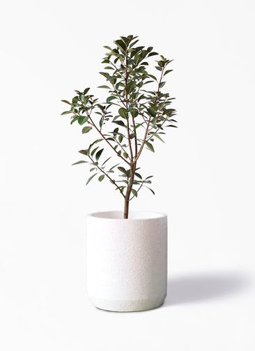 観葉植物 フランスゴムの木 8号 ノーマル Eco Stone（エコストーン） シリンダータイプ  White 付き