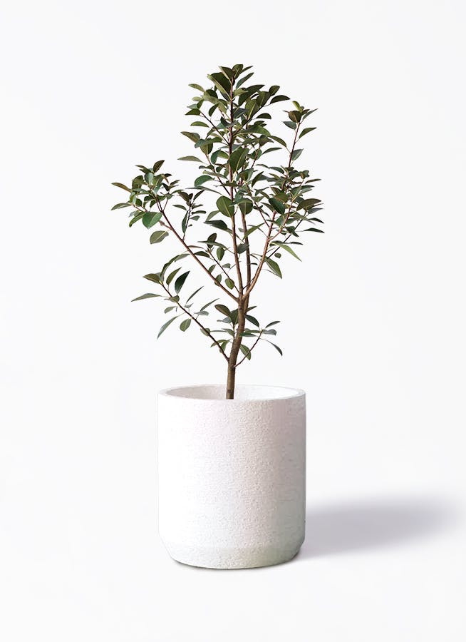 観葉植物 フランスゴムの木 8号 ノーマル Eco Stone（エコストーン） シリンダータイプ White 付き |  観葉植物ならHitoHana(ひとはな)