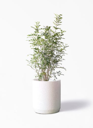 観葉植物 シマトネリコ 8号 Eco Stone（エコストーン） シリンダータイプ  White 付き