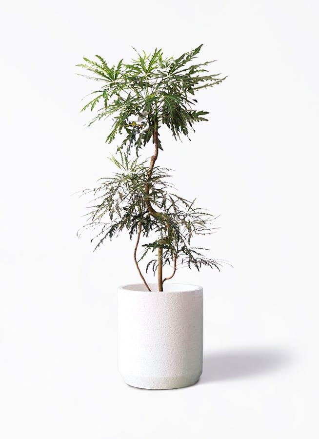 グリーンアラレア 曲がり | 観葉植物通販HitoHana(ひとはな)