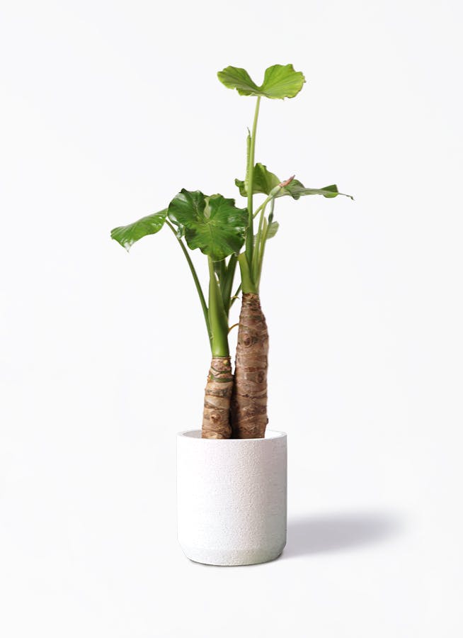 アロカシア オドラ（クワズイモ） | 観葉植物通販HitoHana