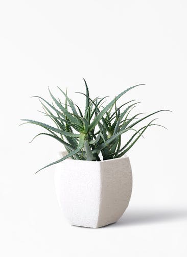 観葉植物 キダチアロエ 8号プラスチック鉢 Eco Stone（エコストーン） ヘキサタイプ  White 付き