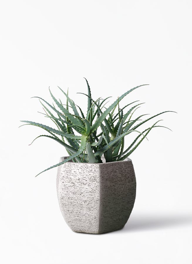 観葉植物 キダチアロエ 8号プラスチック鉢 Eco Stone（エコストーン） ヘキサタイプ  Gray 付き