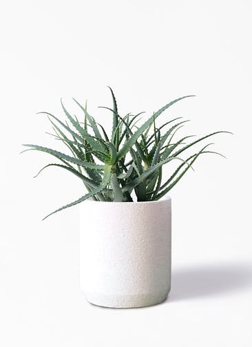 観葉植物 キダチアロエ 8号プラスチック鉢 Eco Stone（エコストーン） シリンダータイプ  White 付き