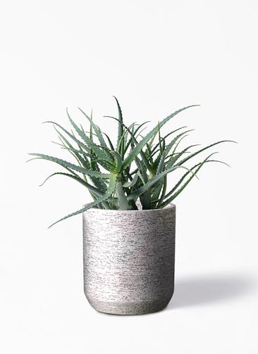 観葉植物 キダチアロエ 8号プラスチック鉢 Eco Stone（エコストーン） シリンダータイプ  Gray 付き