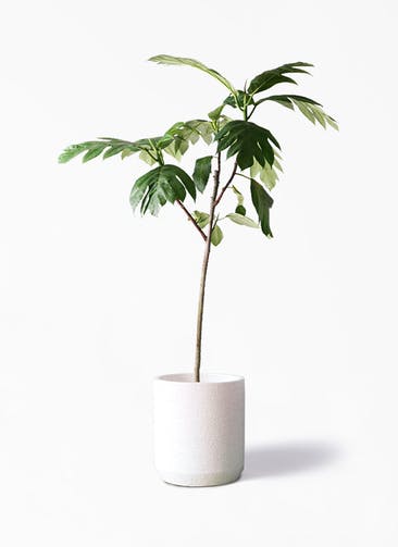 観葉植物 パンノキ 8号 Eco Stone（エコストーン） シリンダータイプ  White 付き
