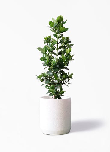 観葉植物 クルシア ロゼア プリンセス 8号 Eco Stone（エコストーン） シリンダータイプ  White 付き