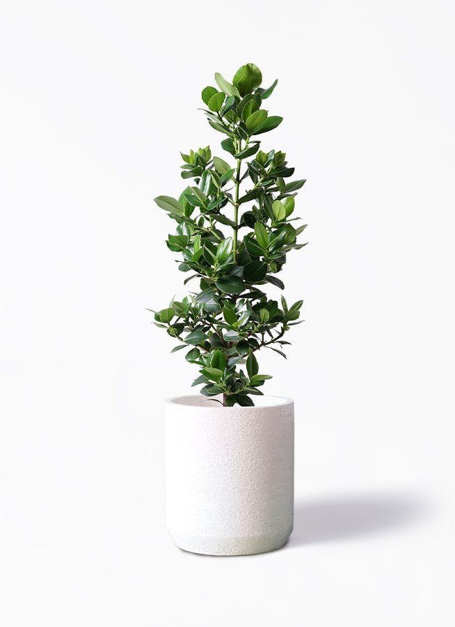 観葉植物 クルシア ロゼア プリンセス 8号 Eco Stone（エコストーン