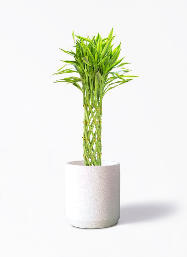 観葉植物 オリーブの木 8号 バロウニ Eco Stone (エコストーン