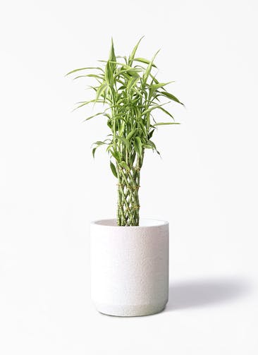 観葉植物 ドラセナ ミリオンバンブー（幸運の竹） 8号 Eco Stone（エコストーン） シリンダータイプ  White 付き