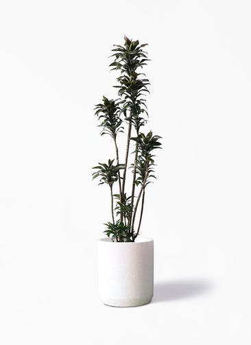 観葉植物 ドラセナ パープルコンパクタ 8号 Eco Stone（エコストーン） シリンダータイプ  White 付き