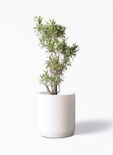 観葉植物 ドラセナ ソング オブ インディア 8号 Eco Stone（エコストーン） シリンダータイプ  White 付き