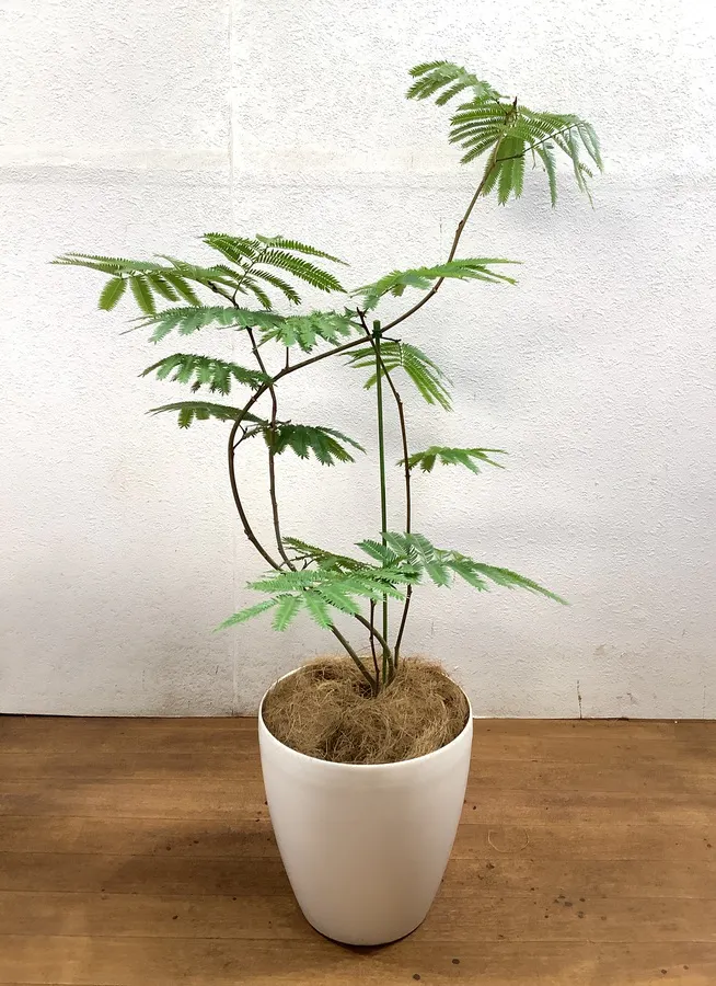 観葉植物 103cm エバーフレッシュ 7号 曲り 観葉植物ならhitohana ひとはな
