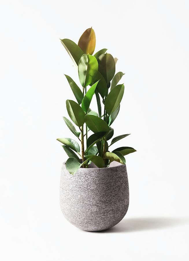 フィカス ロブスター | 観葉植物通販HitoHana(ひとはな)