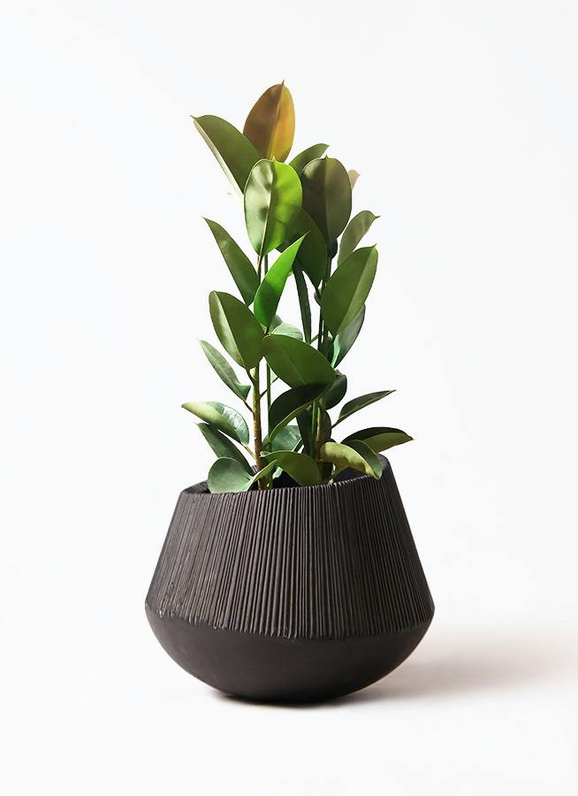 フィカス ロブスター | 観葉植物通販HitoHana(ひとはな)