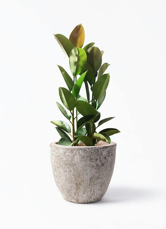 フィカス ロブスター | 観葉植物通販HitoHana(ひとはな)