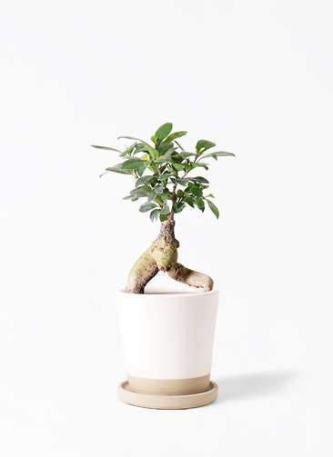 ガジュマル 観葉植物通販hitohana ひとはな ガジュマル 観葉植物通販hitohana ひとはな