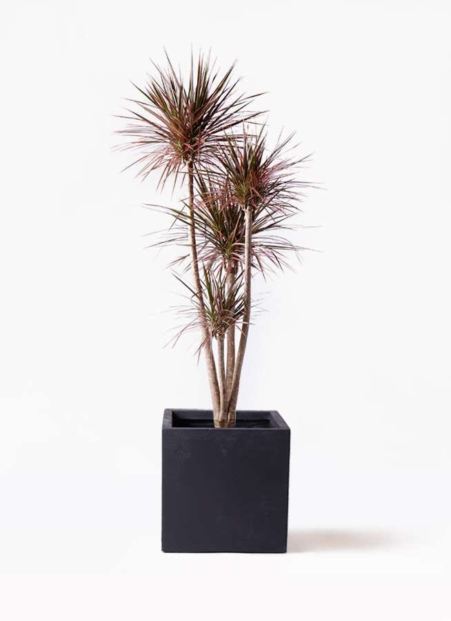 観葉植物 ドラセナ コンシンネ レインボー 10号 ストレート ベータ キューブプランター 黒 付き