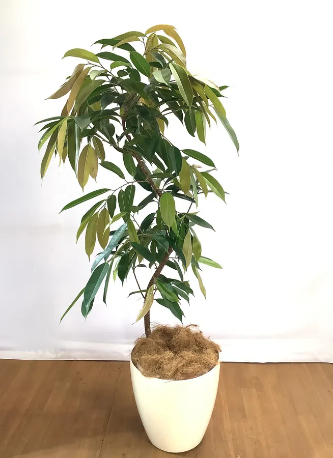 観葉植物 160cm フィカス アムステルダムキング 10号 曲がり 観葉植物ならhitohana ひとはな 観葉植物 160cm フィカス アムステルダムキング 10号 曲がり 観葉植物ならhitohana ひとはな