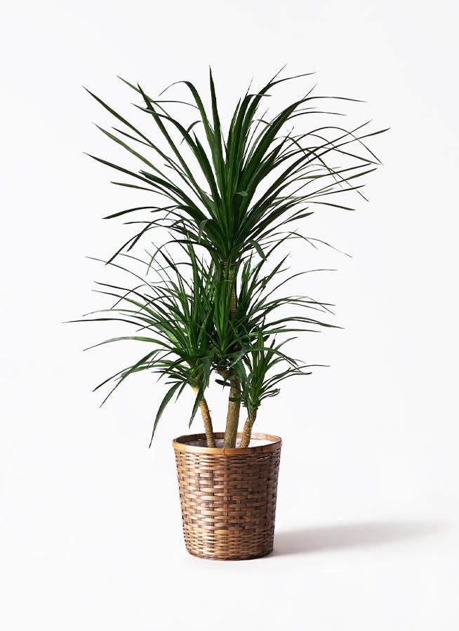 ドラセナ カンボジアーナ 10号 | 観葉植物通販HitoHana(ひとはな)