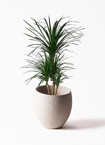 観葉植物 ドラセナ カンボジアーナ 10号 Eco Stone（エコストーン）  Light Gray 付き