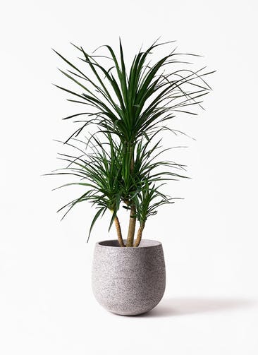 観葉植物 ドラセナ カンボジアーナ 10号 Eco Stone（エコストーン）  Gray 付き