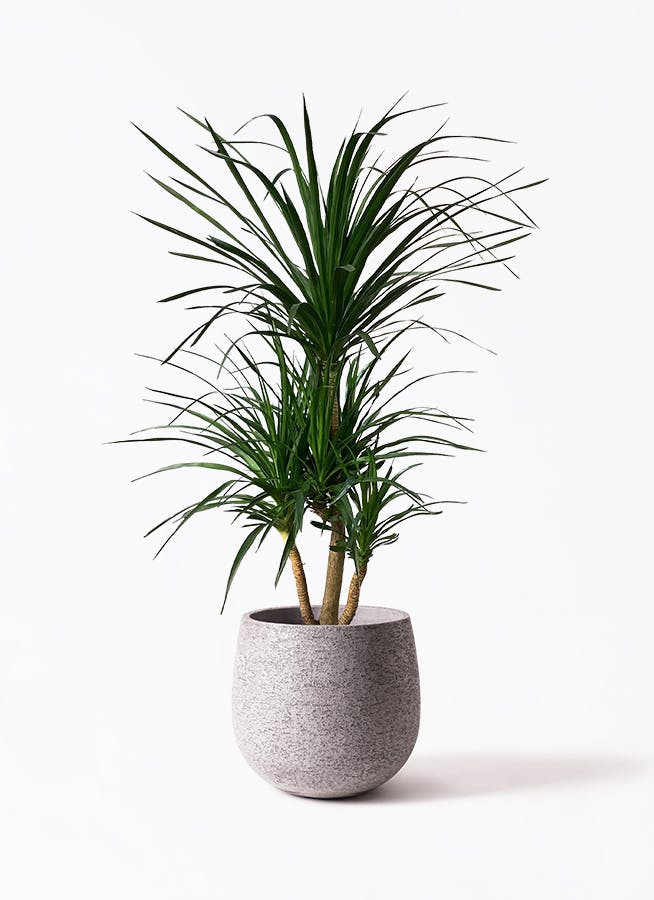 ドラセナ カンボジアーナ 10号 | 観葉植物通販HitoHana(ひとはな) ドラセナ カンボジアーナ 10号 | 観葉植物通販HitoHana(ひとはな)