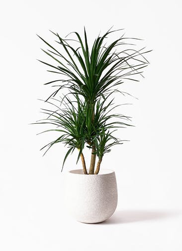 観葉植物 ドラセナ カンボジアーナ 10号 Eco Stone（エコストーン）  white 付き