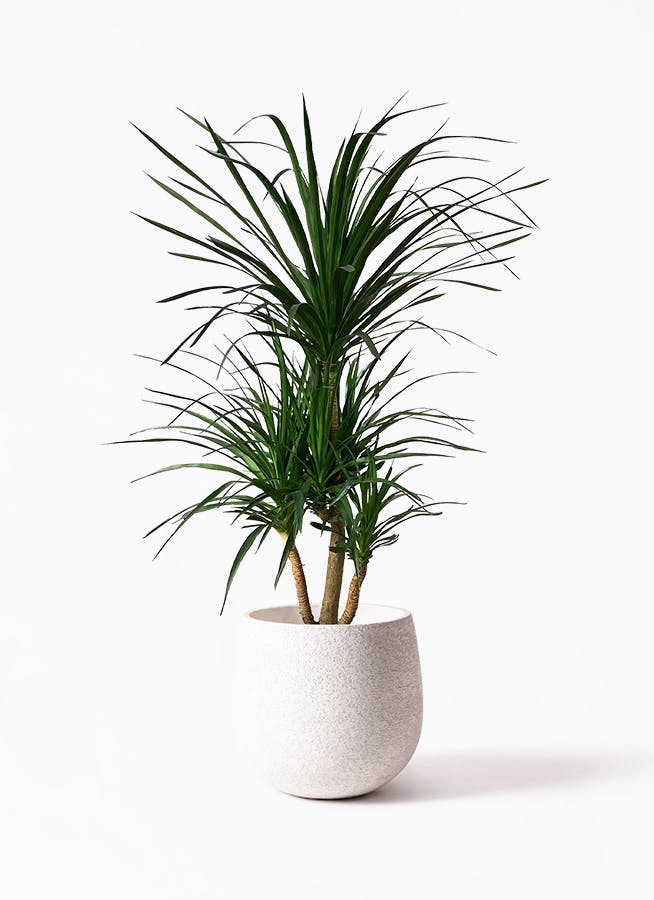 観葉植物 ドラセナ カンボジアーナ 10号 Eco Stone（エコ