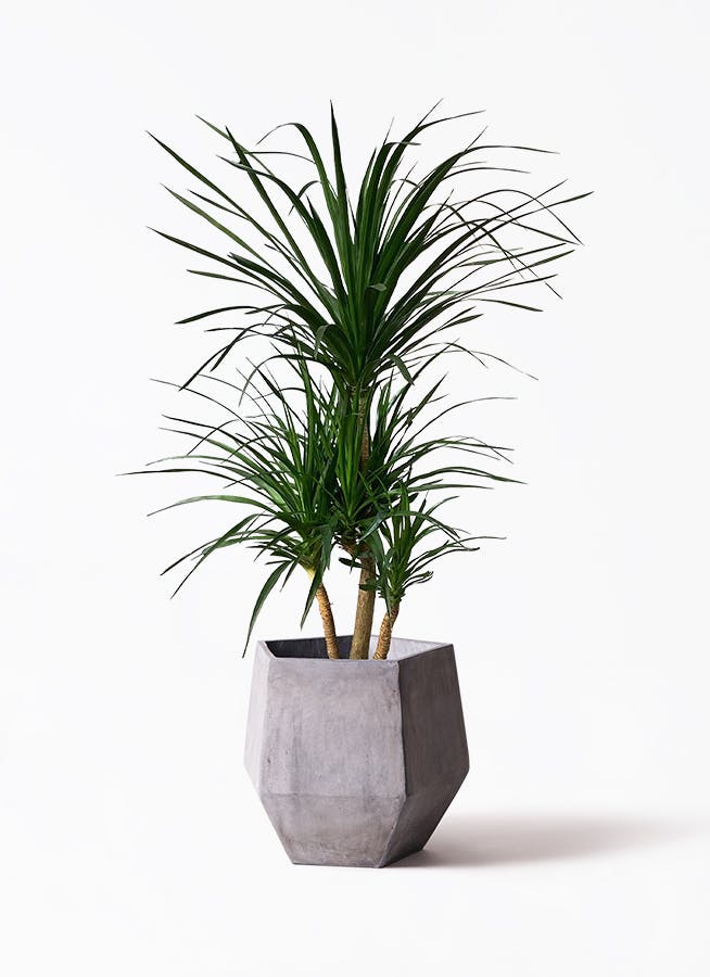 ドラセナ 10号 | 観葉植物の通販ならHitoHana（ひとはな）