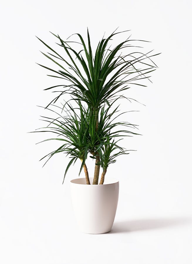 ドラセナ カンボジアーナ | 観葉植物通販HitoHana(ひとはな)