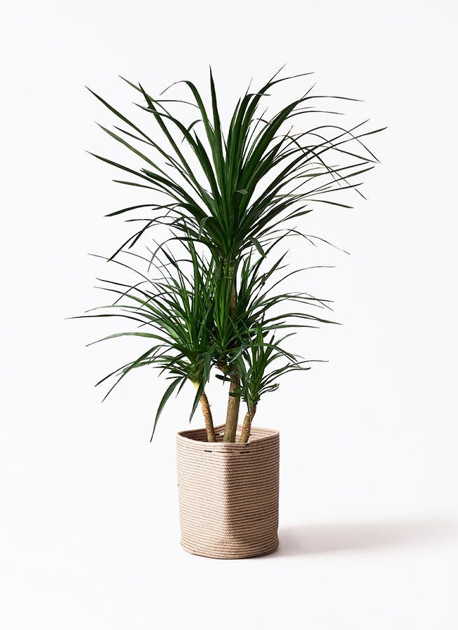 観葉植物 ユーカリ 10号 グニー リブバスケットNatural 付き | 観葉