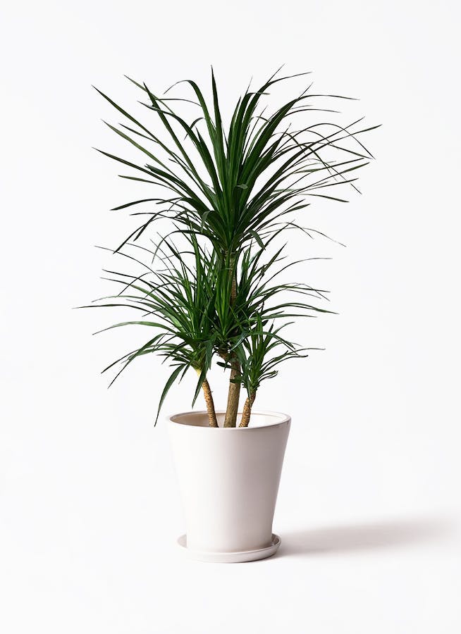 dracaena-canbodiana-226_1.jpg
