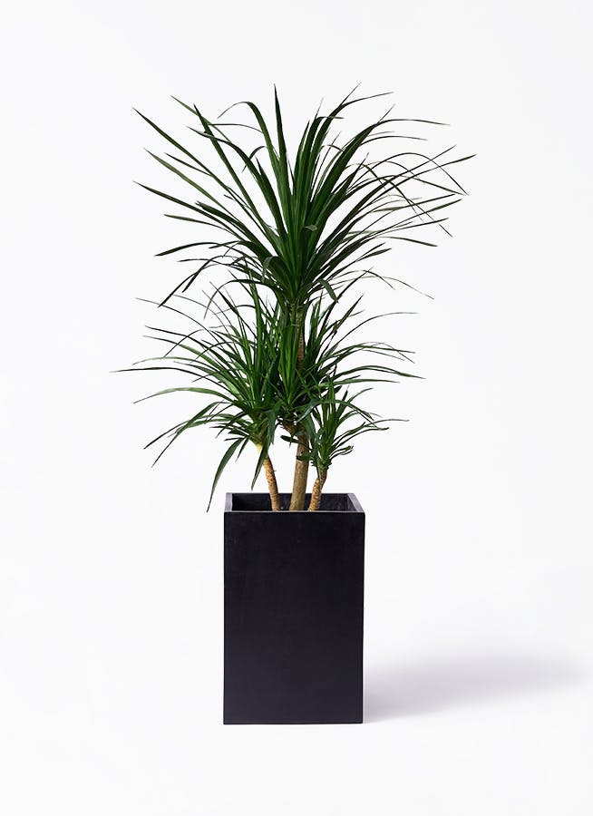 ドラセナ カンボジアーナ 10号 | 観葉植物通販HitoHana(ひとはな)