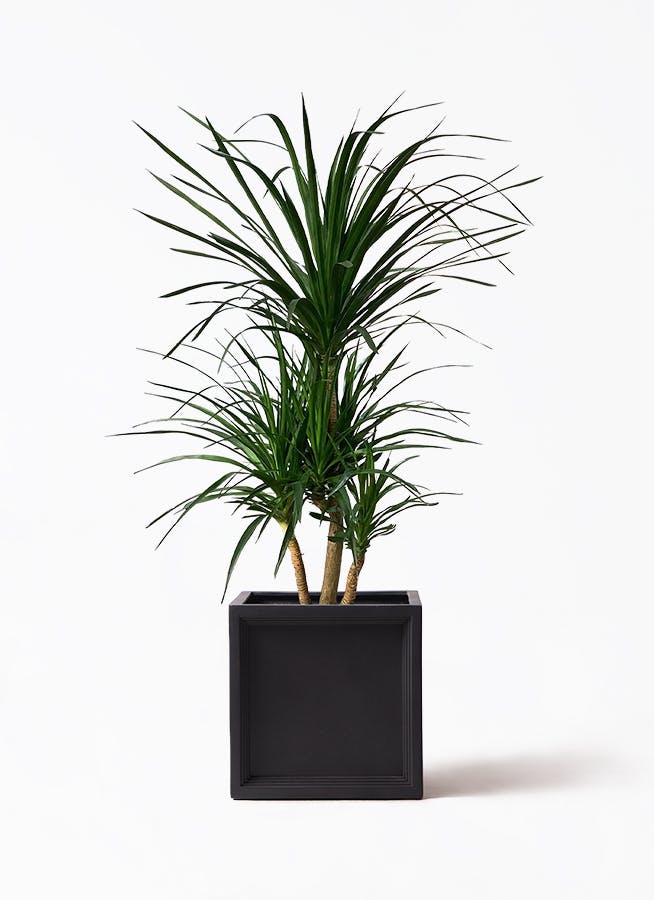 ドラセナ カンボジアーナ 10号 | 観葉植物通販HitoHana(ひとはな)