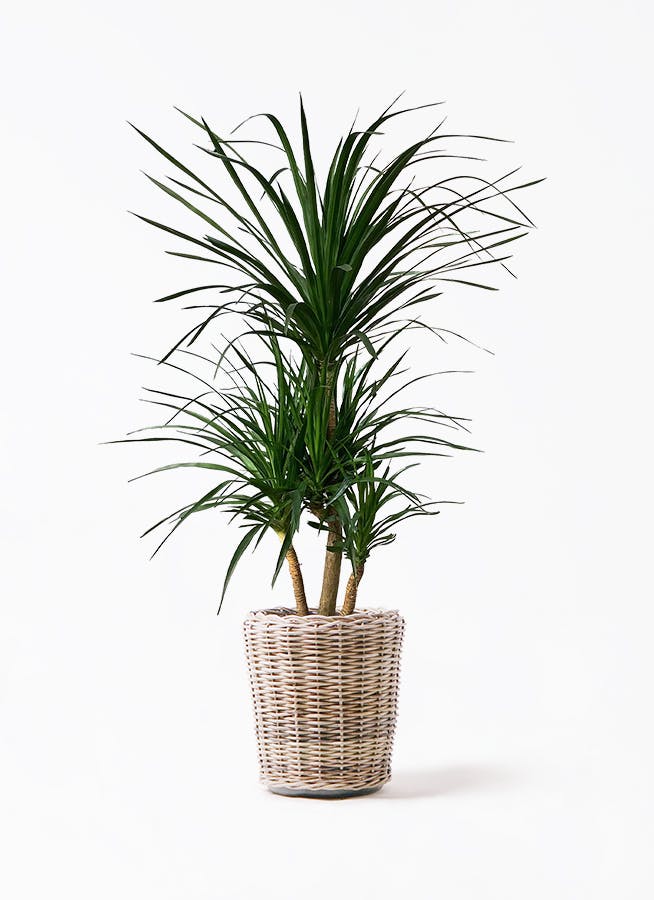 観葉植物 アマゾンオリーブ (ムラサキフトモモ) 10号 モンデリック