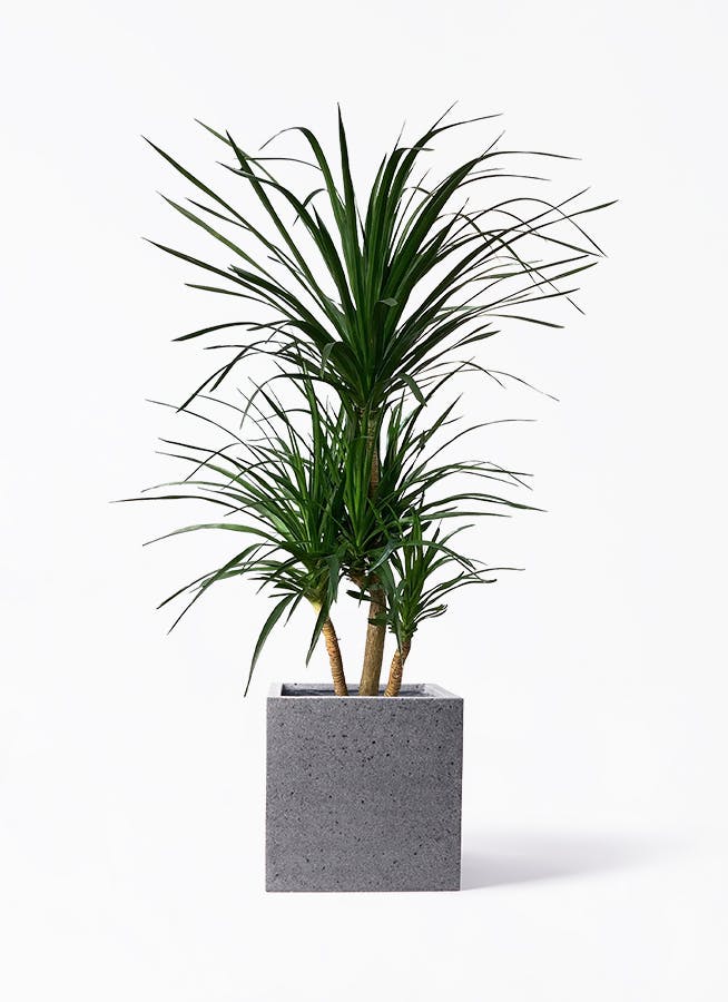 【送料込】旅人の木10節⑧ ravenala-madagascariensis-