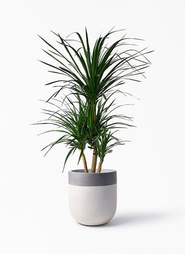 観葉植物 ドラセナ カンボジアーナ 10号 バルゴ ツートーン  サンディホワイト 付き