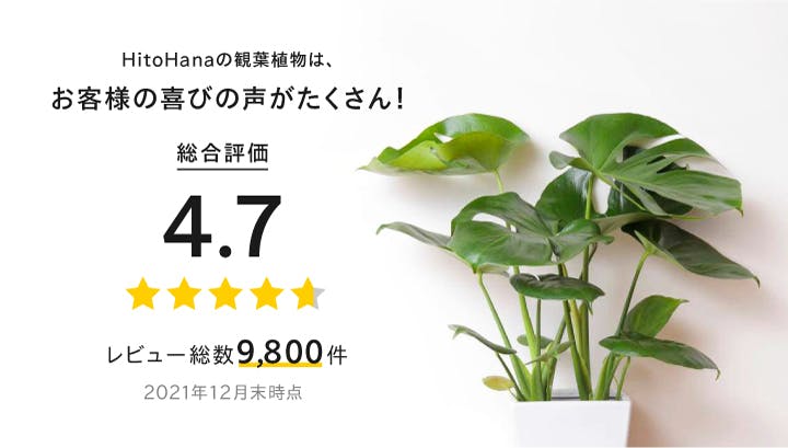 観葉植物 種類数No.1通販 | HitoHana（ひとはな）