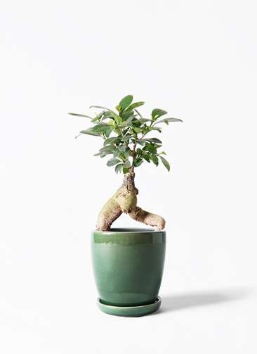 ガジュマル 観葉植物通販hitohana ひとはな