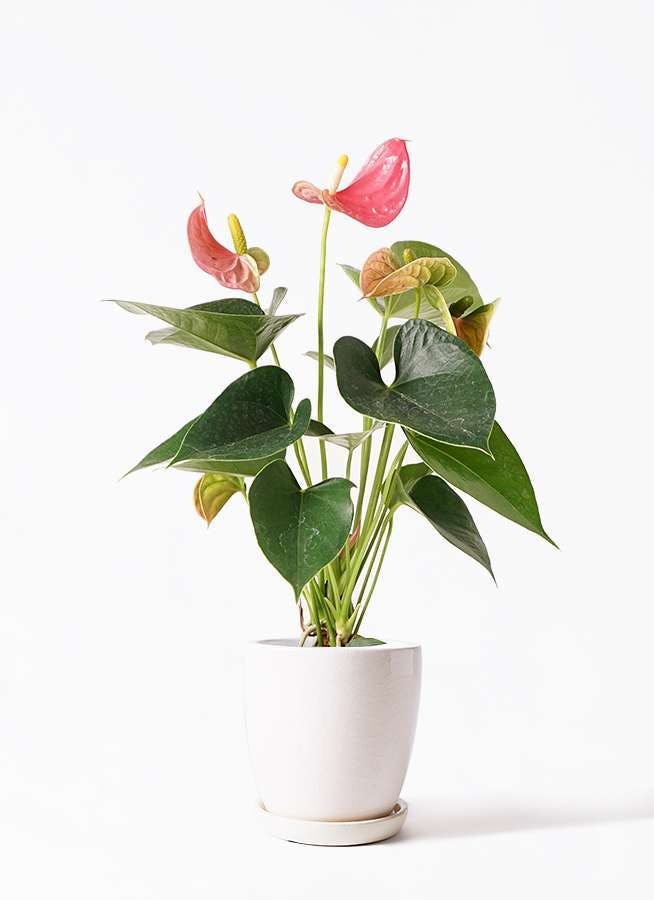 観葉植物 アンスリウム 4号 ピンク アステア トール ホワイト 付き 観葉植物ならhitohana ひとはな 観葉植物 アンスリウム 4号 ピンク アステア トール ホワイト 付き 観葉植物ならhitohana ひとはな