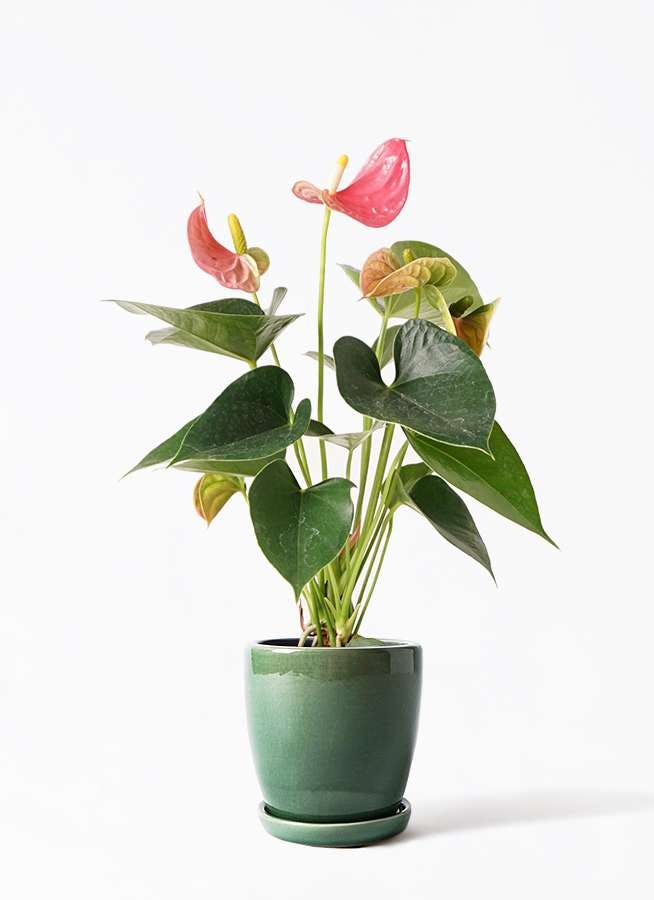 観葉植物 アンスリウム 4号 ピンク アステア トール グリーン 付き 観葉植物ならhitohana ひとはな