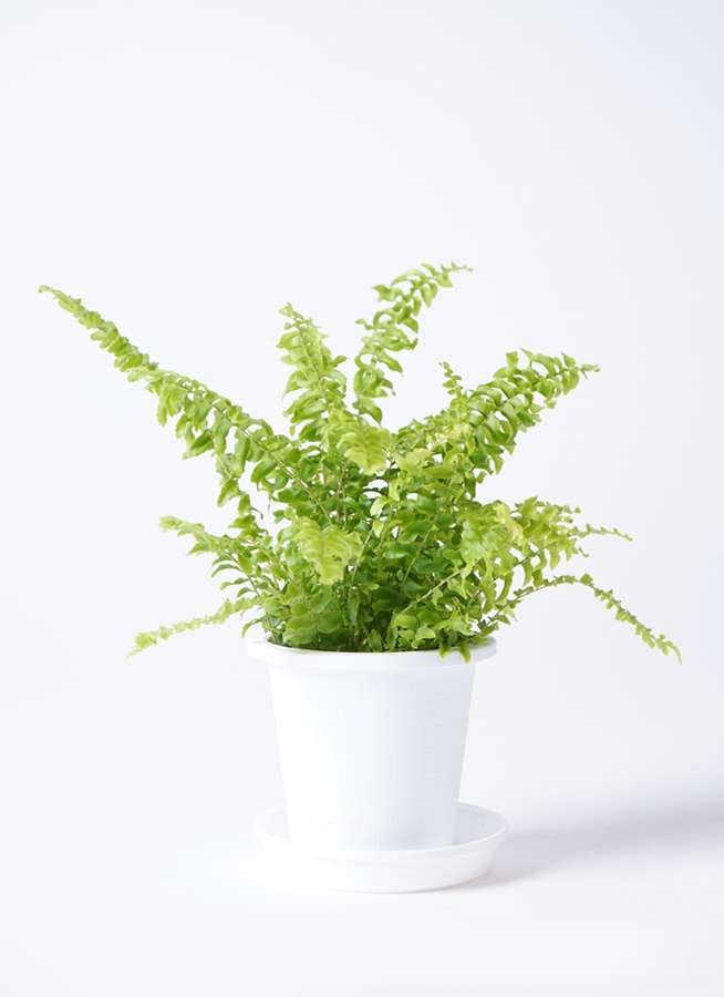 観葉植物 ネフロレピス 3.5号 プラスチック鉢