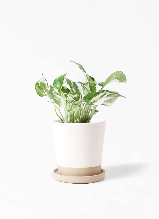 観葉植物 ポトス 3号 マット グレーズ テラコッタ ホワイト 付き 観葉植物ならhitohana ひとはな 観葉植物 ポトス 3号 マット グレーズ テラコッタ ホワイト 付き 観葉植物ならhitohana ひとはな