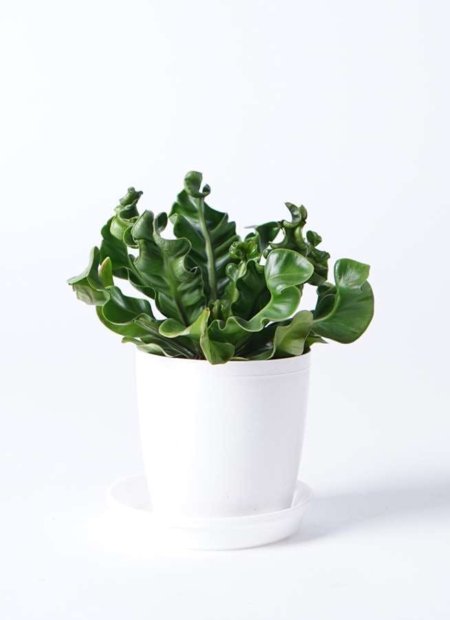 観葉植物 アスプレニウム 4号 プラスチック鉢