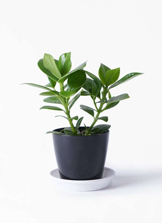 観葉植物 クルシア ロゼア プリンセス 4号 プラスチック鉢