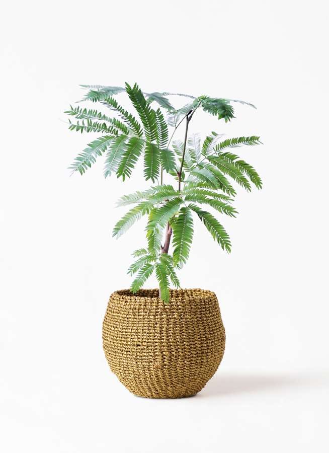 観葉植物 エバーフレッシュ 4号 ボサ造りアバカバスケット オリーブ 付き 観葉植物ならhitohana ひとはな 観葉植物 エバーフレッシュ 4号 ボサ造りアバカバスケット オリーブ 付き 観葉植物ならhitohana ひとはな